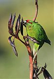 Red-crowned Parakeet